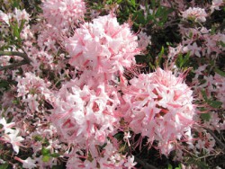 Рододендрон розовый (листопадный),  Rhododendron roseum 